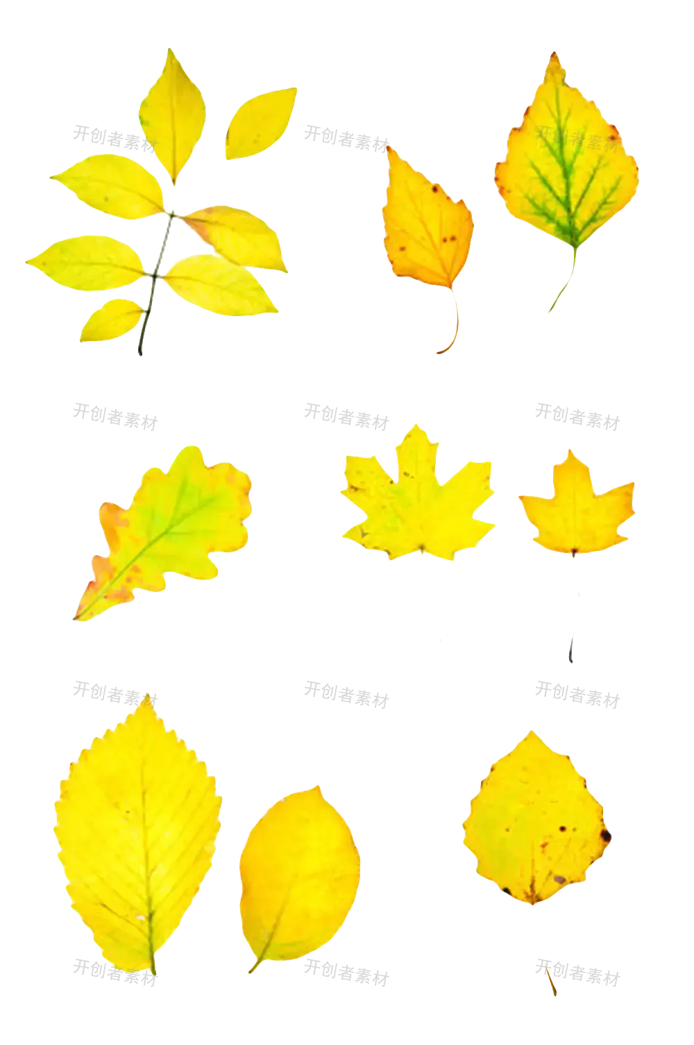 黄色植物树叶实物图png免抠元素